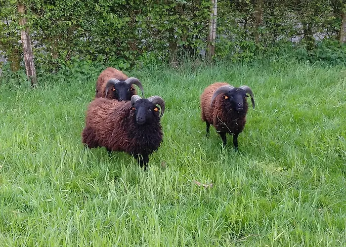 Ardennature Met Prive-sauna Tatil Evi